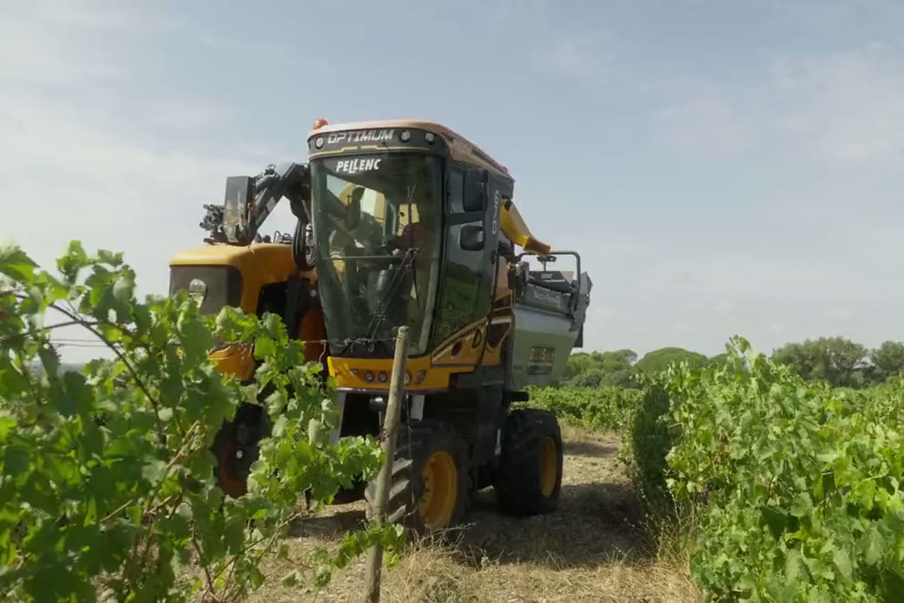 Machine à vendanger en action dans les rangs de vigne.