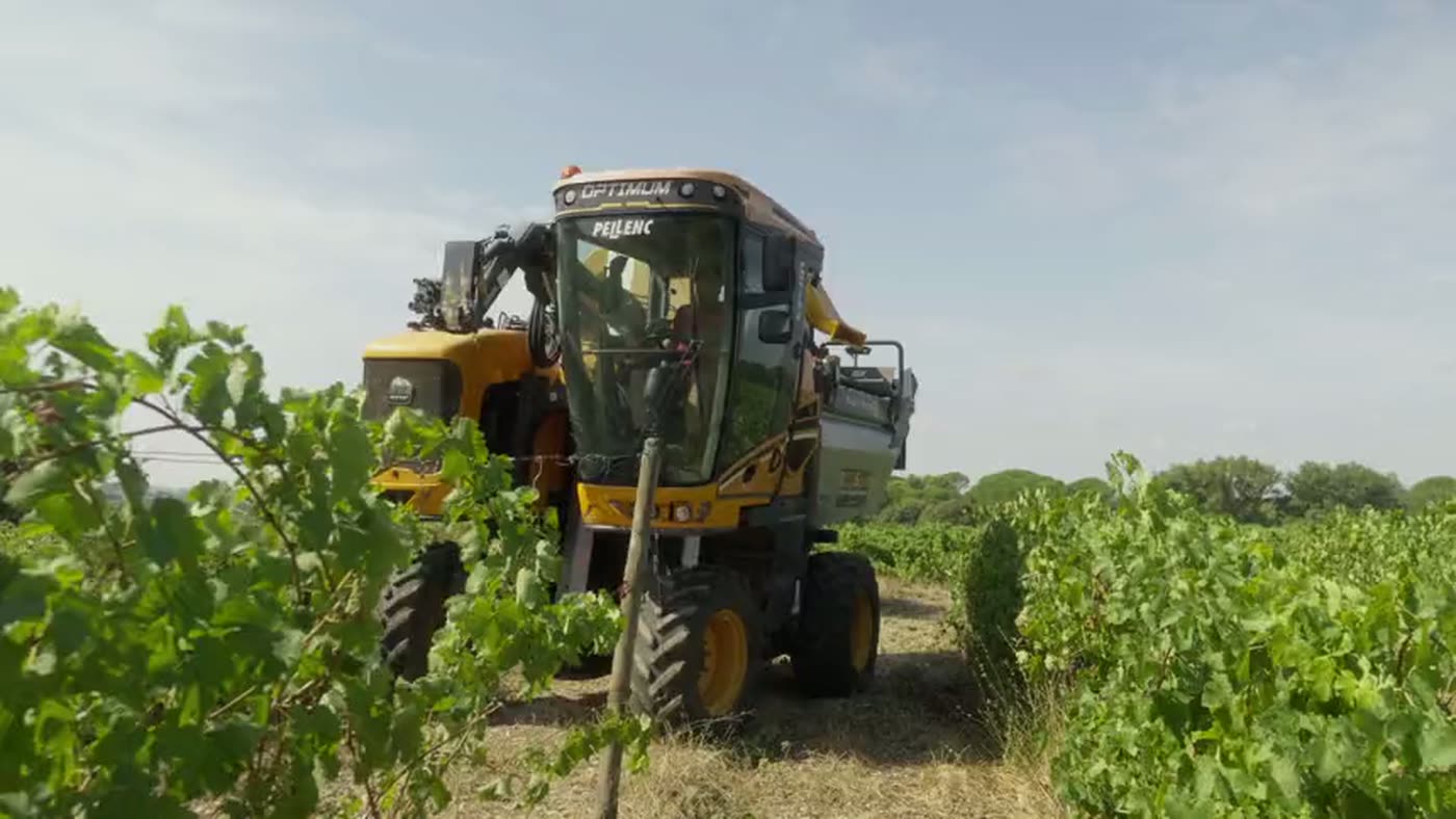 Machine à vendanger en action dans les rangs de vigne.